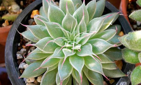 小众送妈妈的花有哪些花