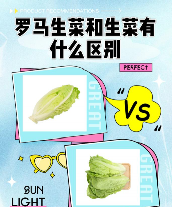 西生菜和生菜的区别