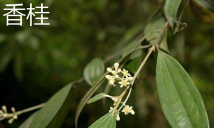 香桂和天竺桂的区别
