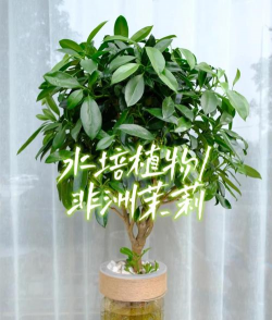 小众送妈妈的花有哪些花