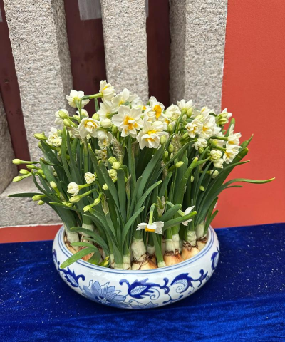 小众送妈妈的花有哪些花