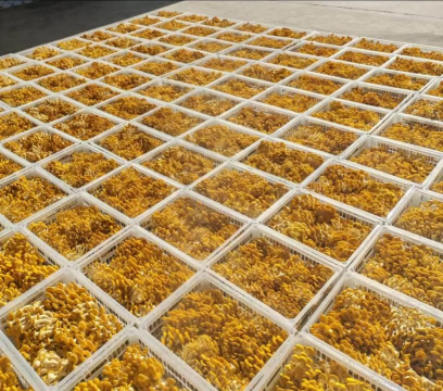 黄金菇怎么种植