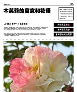 小众送妈妈的花有哪些花