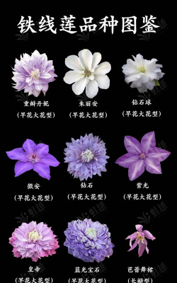 铁线莲常见品种