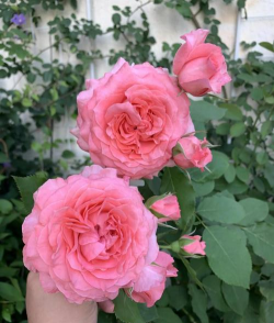 小众送妈妈的花有哪些花