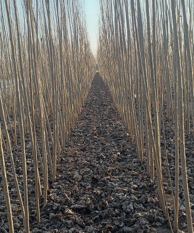 小众送妈妈的花有哪些花