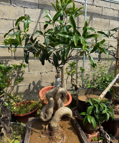 桂花什么嫁接的好