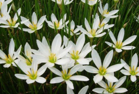 小众送妈妈的花有哪些花