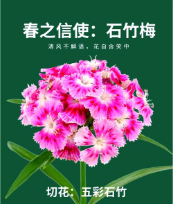 小众送妈妈的花有哪些花