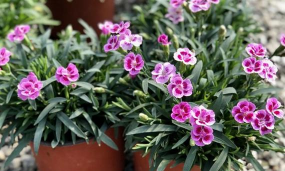 相思梅和石竹梅的区别