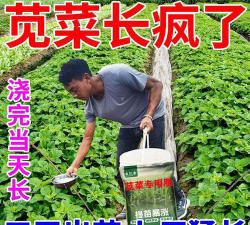 苋菜喜欢什么肥料