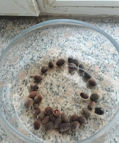 小众送妈妈的花有哪些花