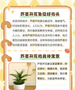 芦荟芦荟开花寓意什么