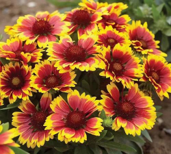 天人菊和宿根天人菊如何区分