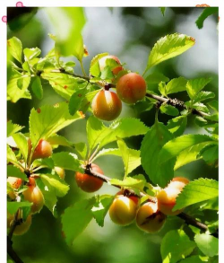 小众送妈妈的花有哪些花