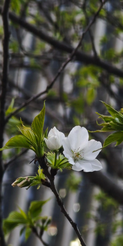 小众送妈妈的花有哪些花