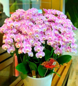 小众送妈妈的花有哪些花