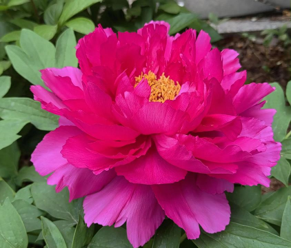 山东春季种植的花有哪些