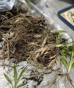 小众送妈妈的花有哪些花