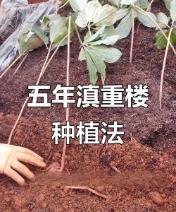 云南重楼怎么种植