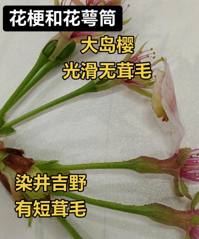 染井吉野樱和大岛樱的区别在哪