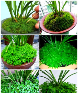 小众送妈妈的花有哪些花