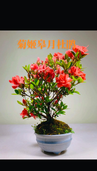小众送妈妈的花有哪些花