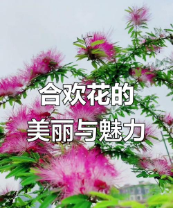 小众送妈妈的花有哪些花