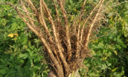 羌活种子怎么种植