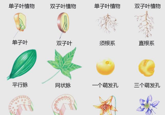 小众送妈妈的花有哪些花