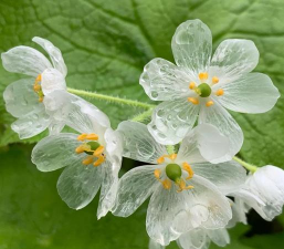 小众送妈妈的花有哪些花