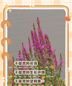 千屈菜的花语和传说