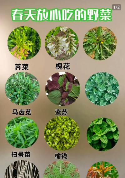 我国能食用的植物有多少种 我国能食用的植物有多少种