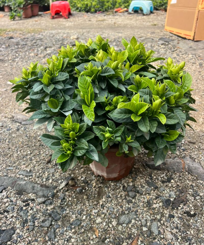 小众送妈妈的花有哪些花