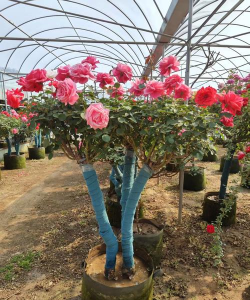 小众送妈妈的花有哪些花