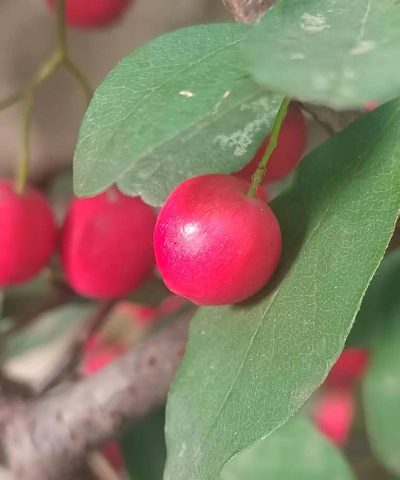 小众送妈妈的花有哪些花