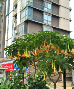 小众送妈妈的花有哪些花