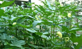 小众送妈妈的花有哪些花