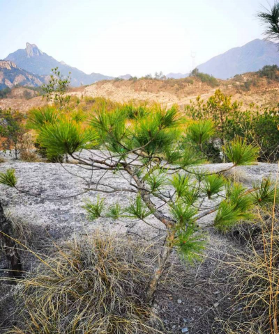 山松几月份可以挖