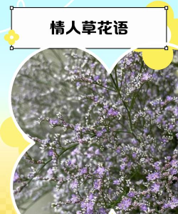 小众送妈妈的花有哪些花