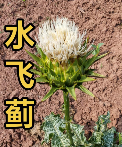 水飞蓟是什么植物
