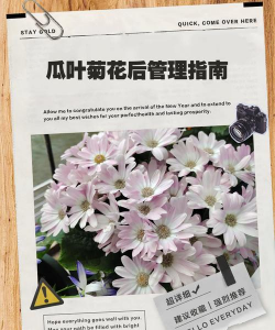 小众送妈妈的花有哪些花