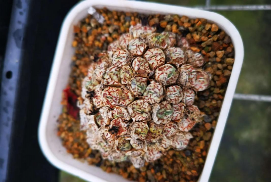 小众送妈妈的花有哪些花