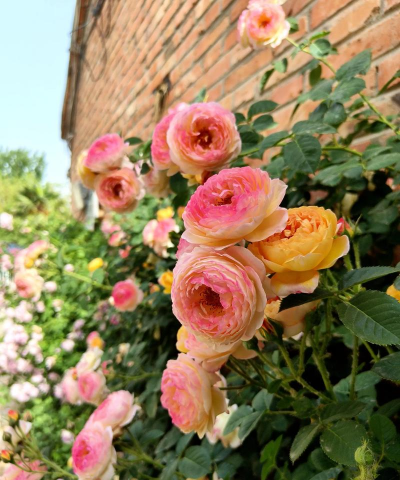 小众送妈妈的花有哪些花