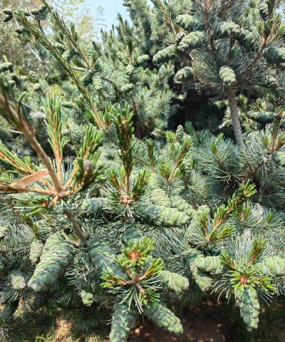 什么松树结松子