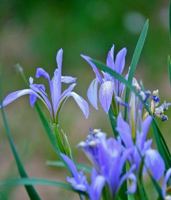小众送妈妈的花有哪些花