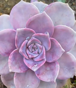 小众送妈妈的花有哪些花