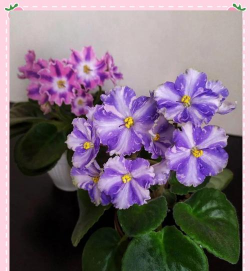 小众送妈妈的花有哪些花