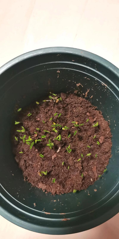 小众送妈妈的花有哪些花