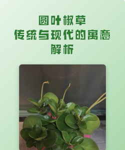 小众送妈妈的花有哪些花